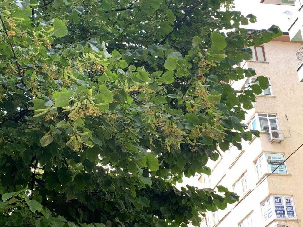 Eskişehir’i ıhlamur kokusu sardı