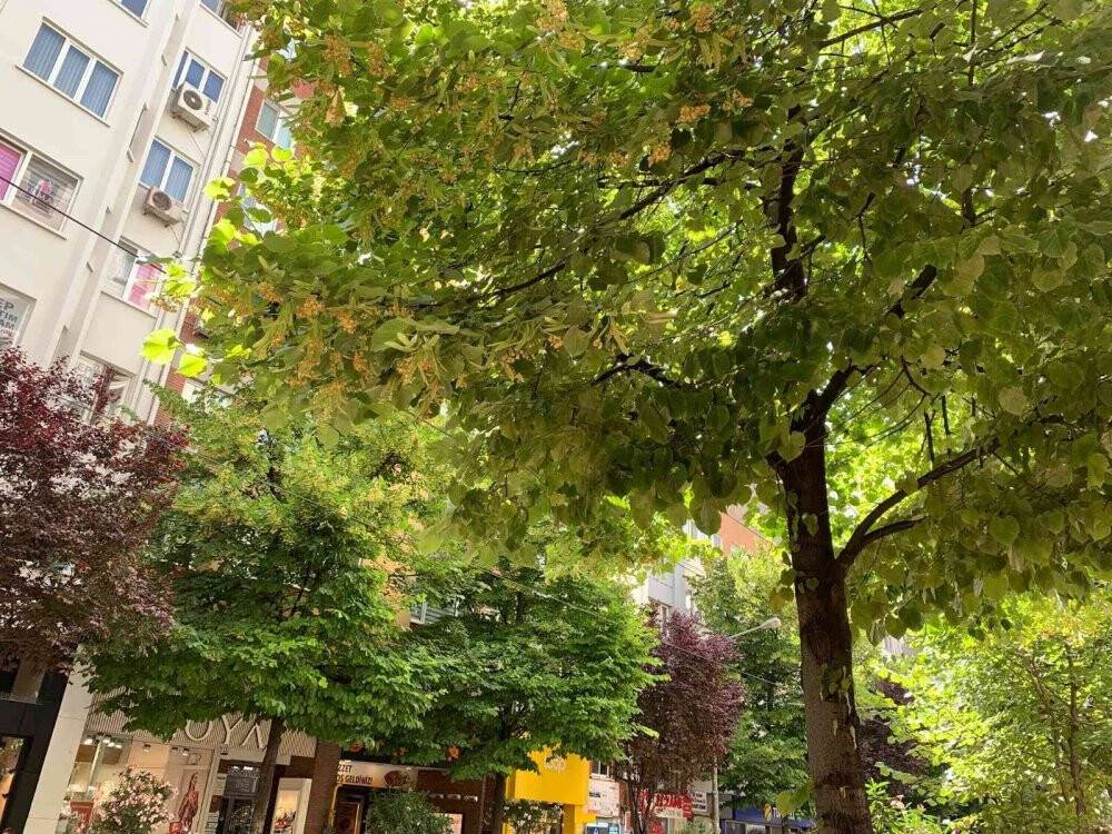 Eskişehir’i ıhlamur kokusu sardı
