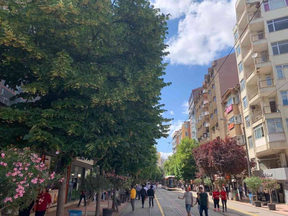 Eskişehir’i ıhlamur kokusu sardı
