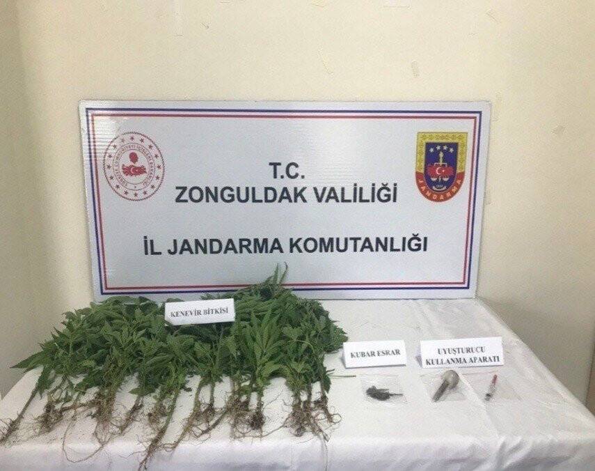 Jandarmadan kenevir operasyonu: 2 gözaltı