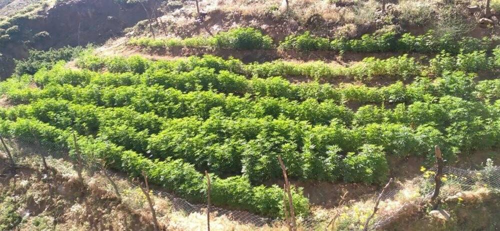 21 Bin kök kenevir bitkisi ele geçirildi