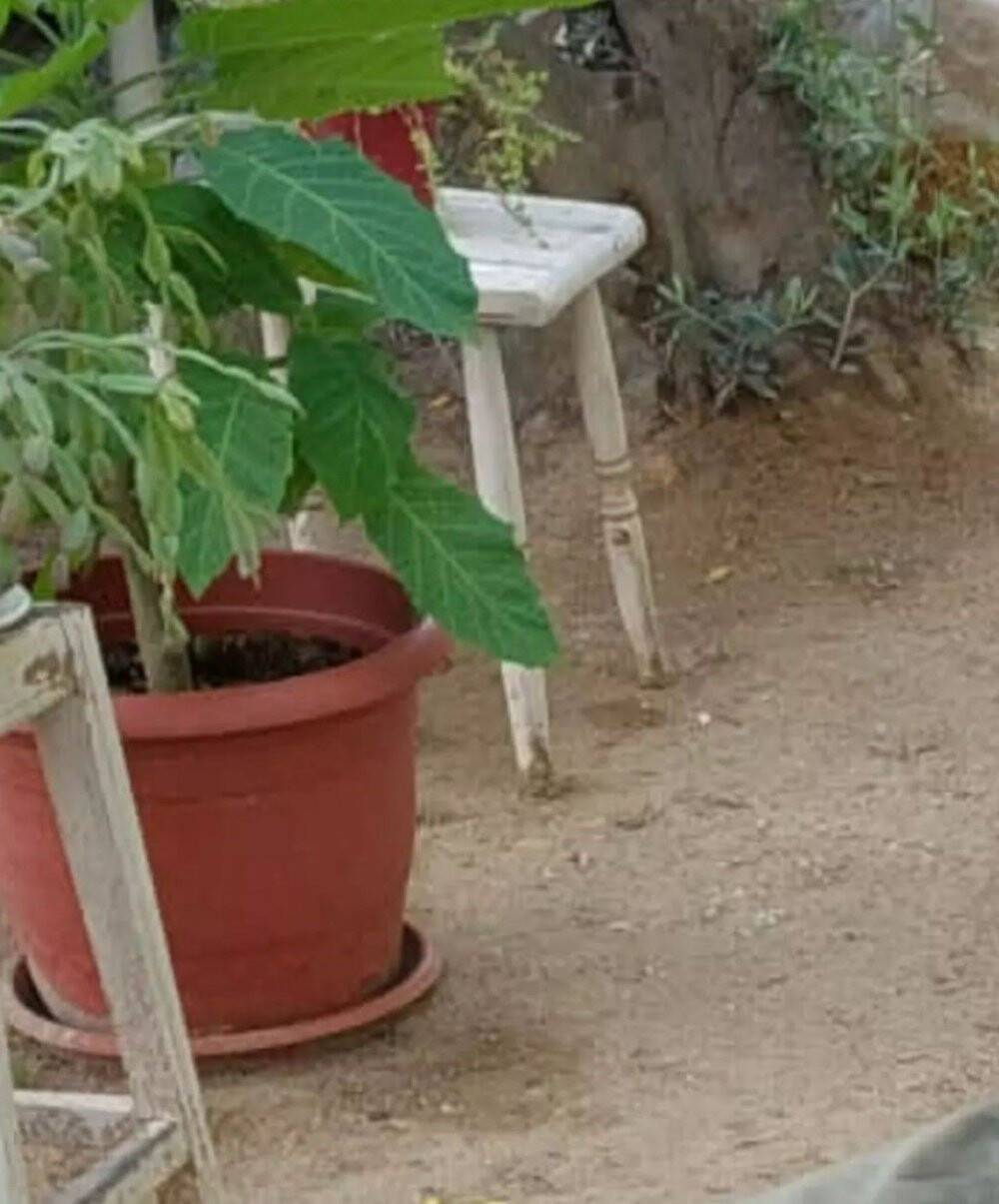 Bahçesindeki nadir bulunan çiçeği çaldılar