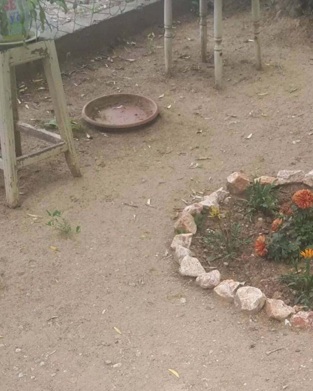 Bahçesindeki nadir bulunan çiçeği çaldılar