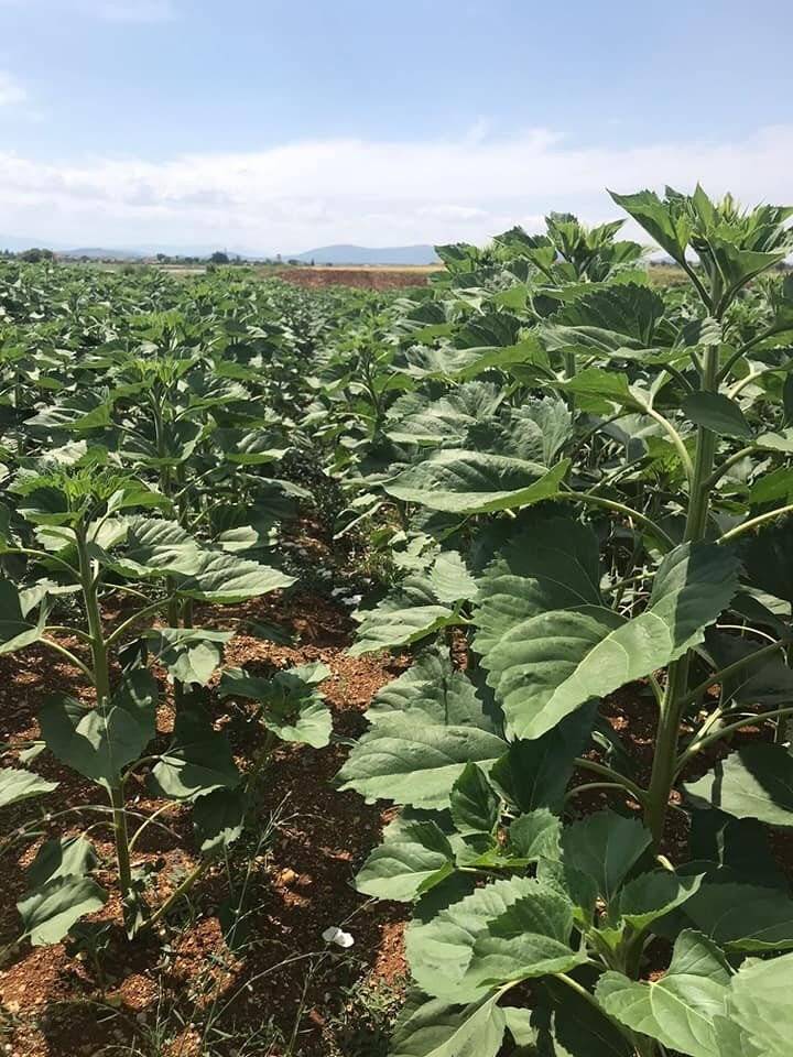 Beyşehir ve Hüyük’te yağlık ayçiçeği ekimi yapılan kıraç alanlarda inceleme