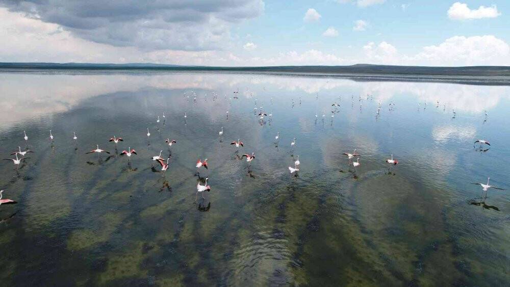 Düden Gölü’ndeki flamingolardan görsel şölen