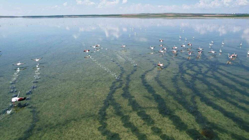 Düden Gölü’ndeki flamingolardan görsel şölen