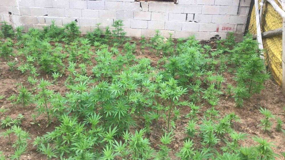 Evin bahçesini kenevir tarlasına çevirmişler