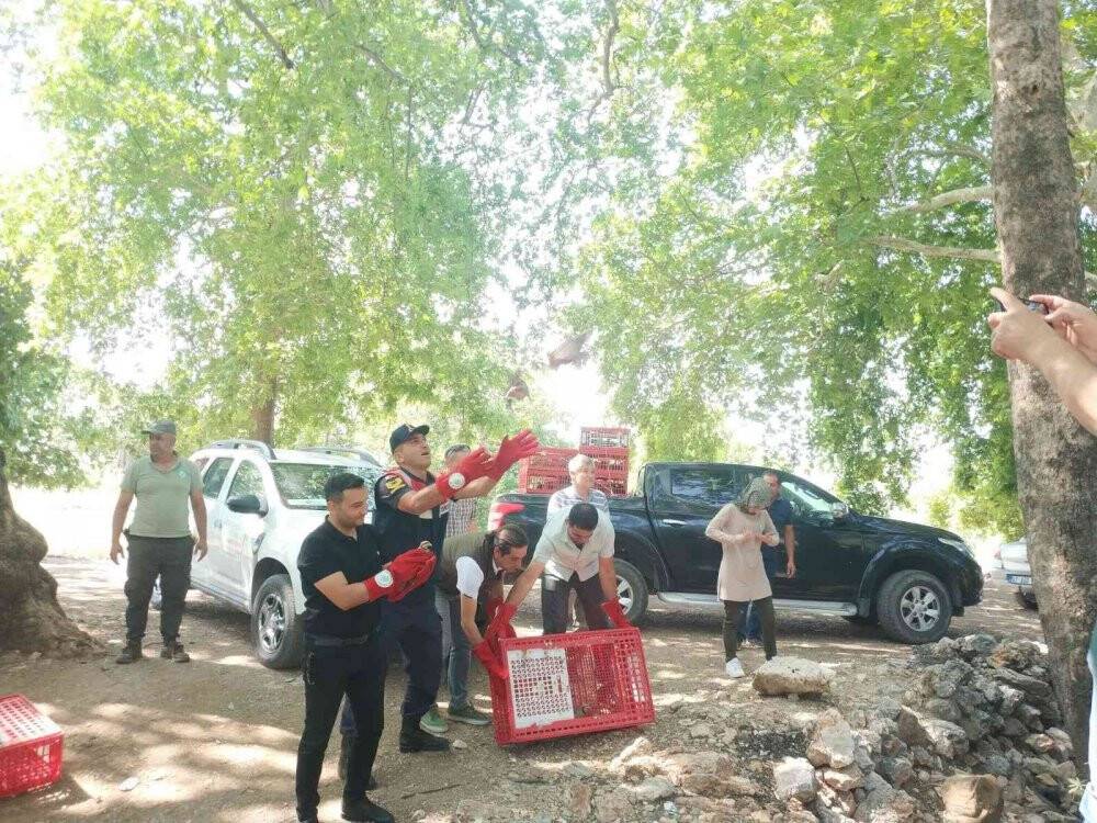 Kınalı keklikler doğaya salındı