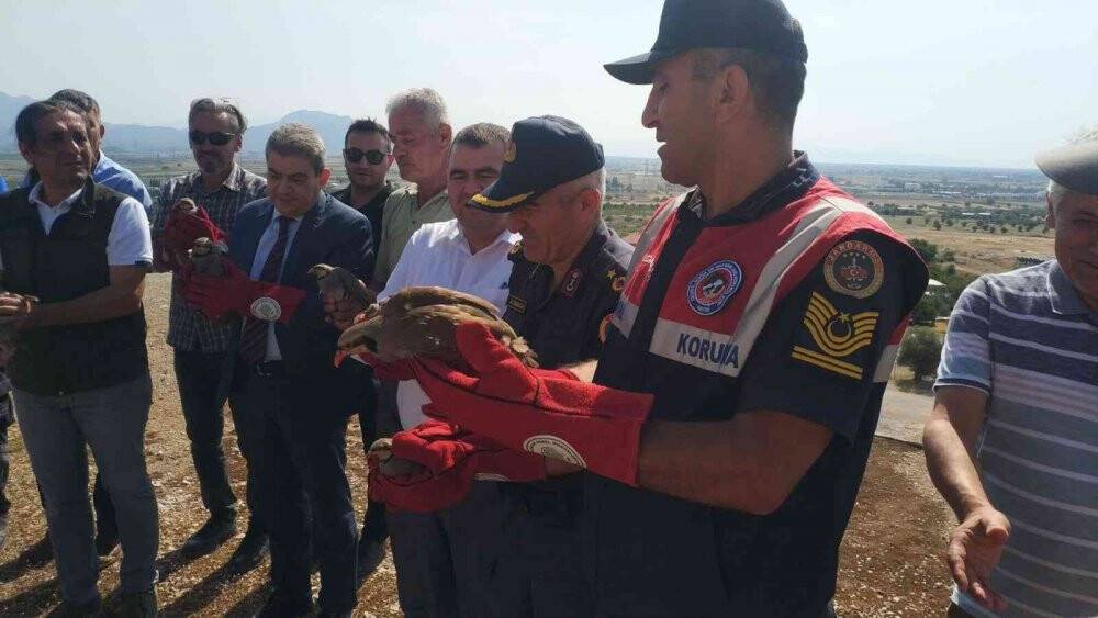 Kınalı keklikler doğaya salındı