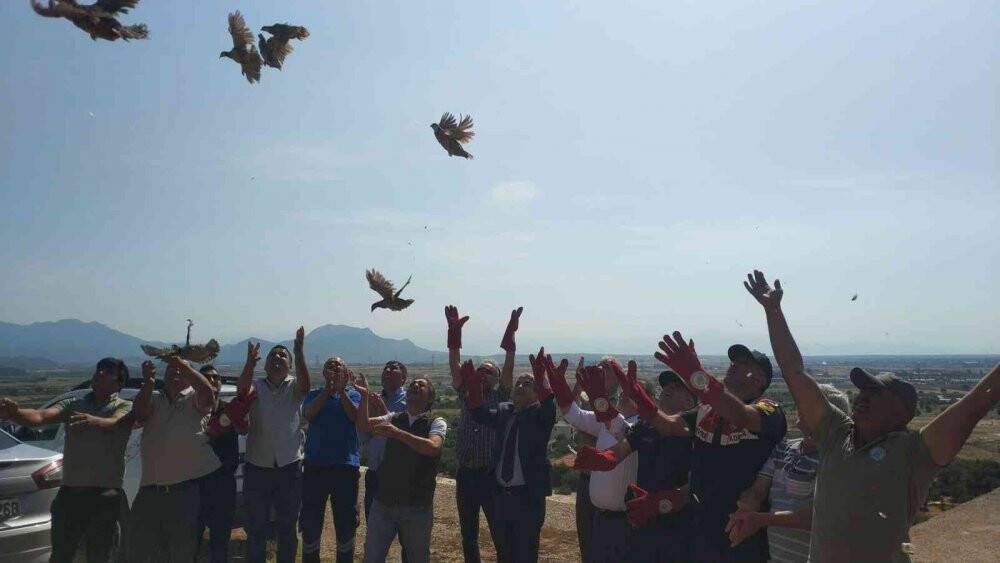 Kınalı keklikler doğaya salındı