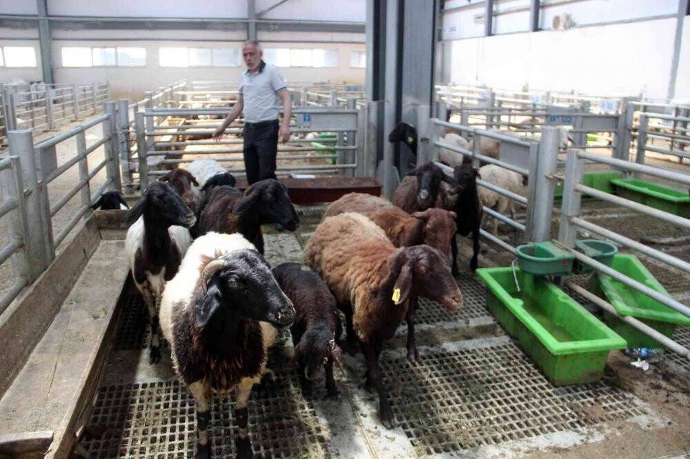 Kurbanlık satışlarında küçükbaş hayvanlar revaçta