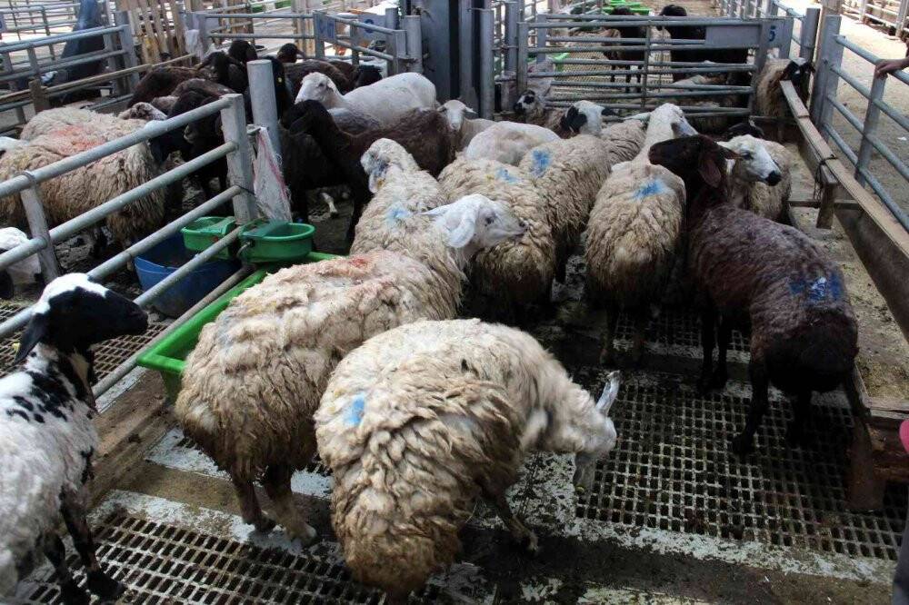 Kurbanlık satışlarında küçükbaş hayvanlar revaçta