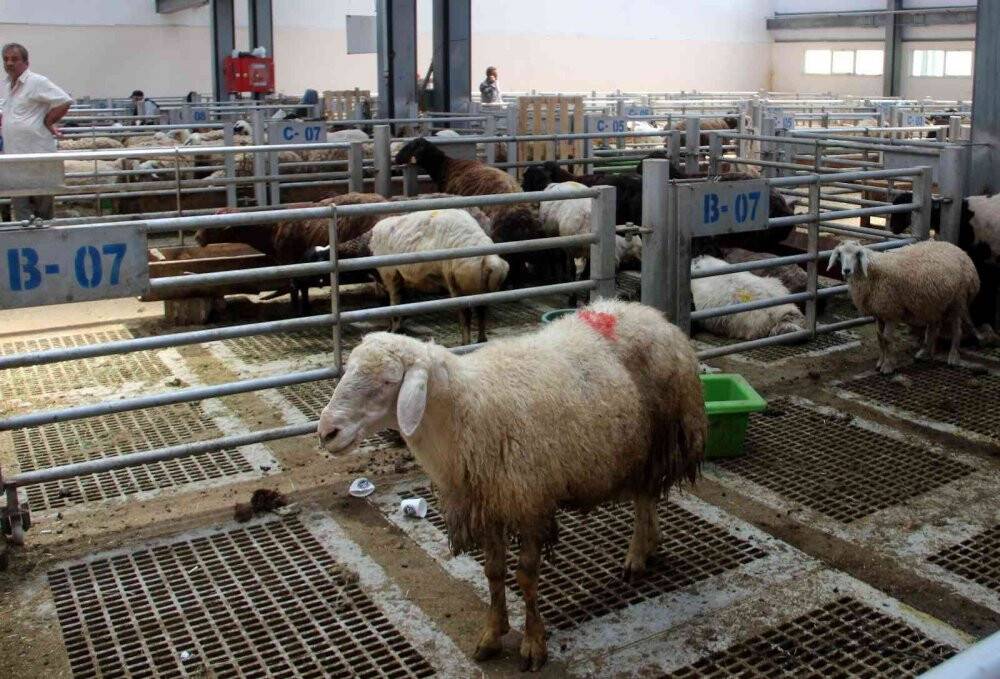 Kurbanlık satışlarında küçükbaş hayvanlar revaçta