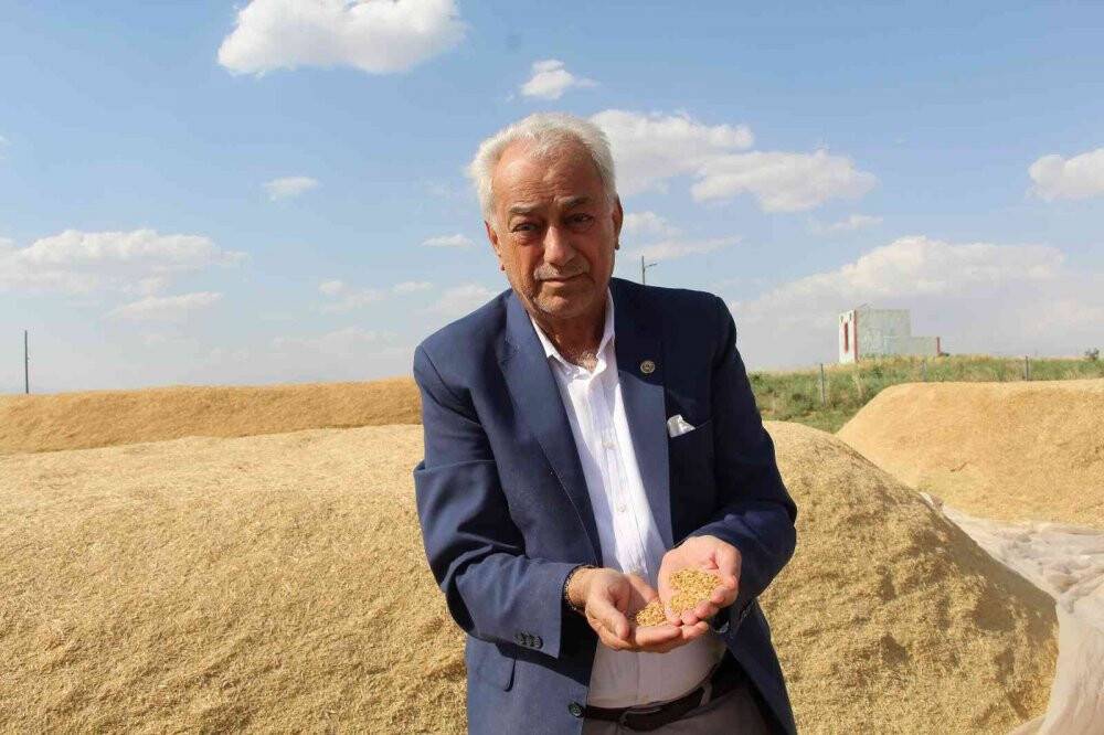 Siirt’te hasattaki bereketi gören çiftçi, ‘buğday banyosu’ yaptı