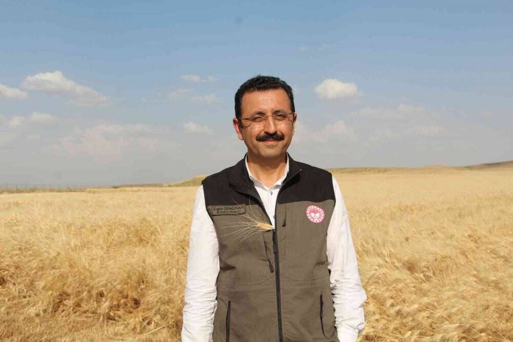 Siirt’te hasattaki bereketi gören çiftçi, ‘buğday banyosu’ yaptı