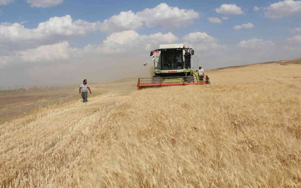 Siirt’te hasattaki bereketi gören çiftçi, ‘buğday banyosu’ yaptı
