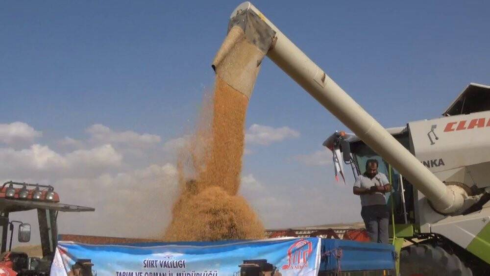 Siirt’te hasattaki bereketi gören çiftçi, ‘buğday banyosu’ yaptı