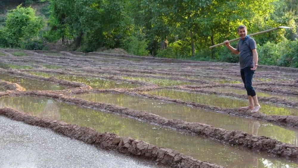Çukurca’daki çeltik tarlalarına fotoğrafçılardan yoğun ilgi