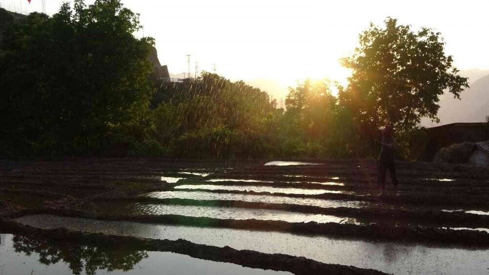 Çukurca’daki çeltik tarlalarına fotoğrafçılardan yoğun ilgi