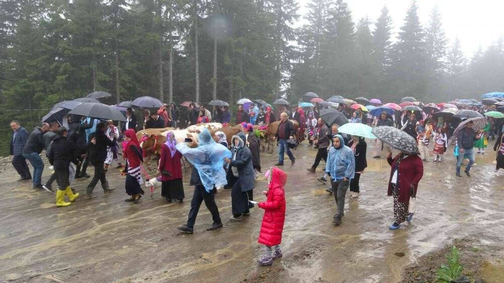 Gelin gibi süsledikleri inekleri ile yaylanın yolunu tuttular