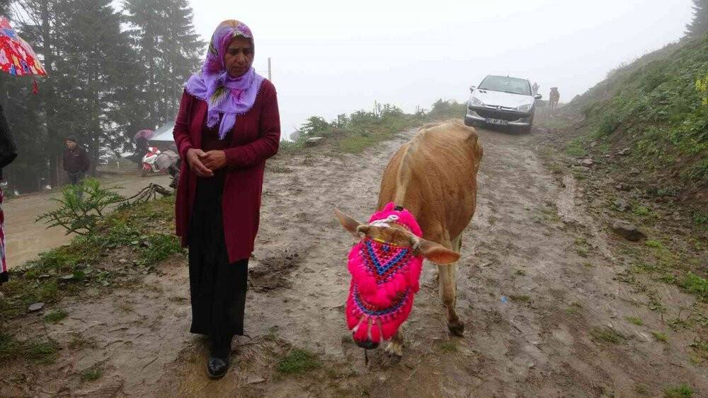 Gelin gibi süsledikleri inekleri ile yaylanın yolunu tuttular