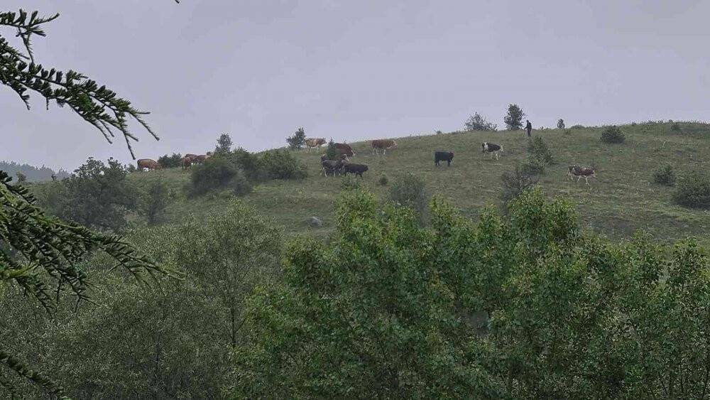 Kurban yüklü tır devrildi