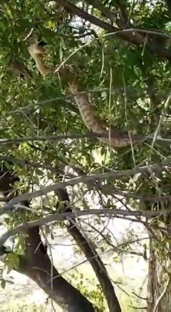 Türkiye’nin en zehirli yılanı o şehirde görüntülendi