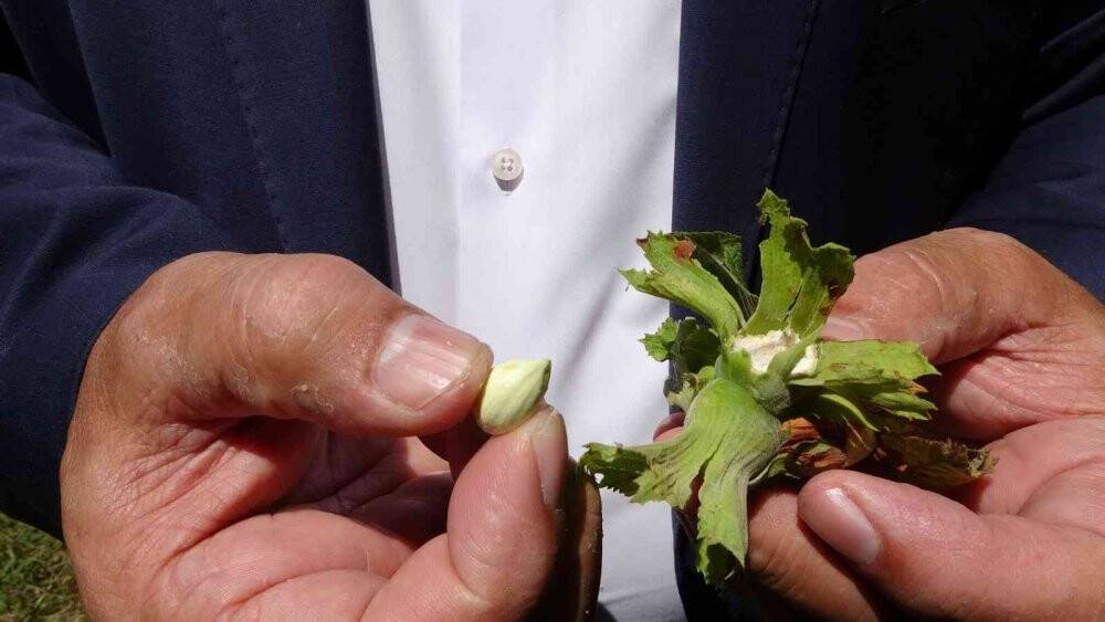 Fındıkta ’erken hasat’ uyarısı