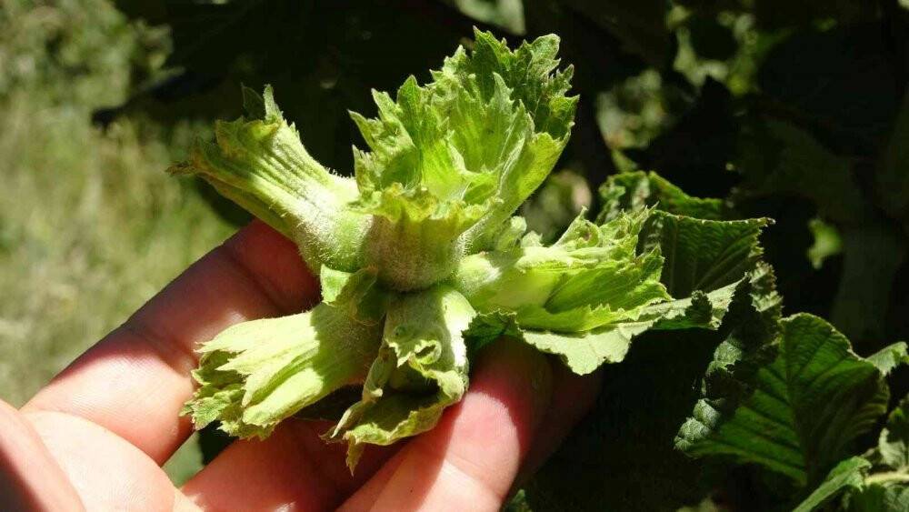 Fındıkta ’erken hasat’ uyarısı