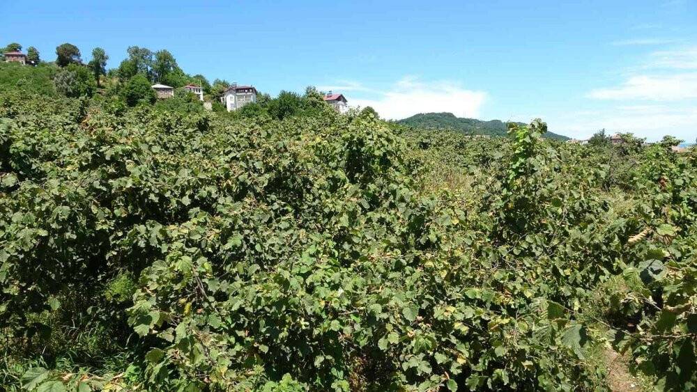 Fındıkta ’erken hasat’ uyarısı