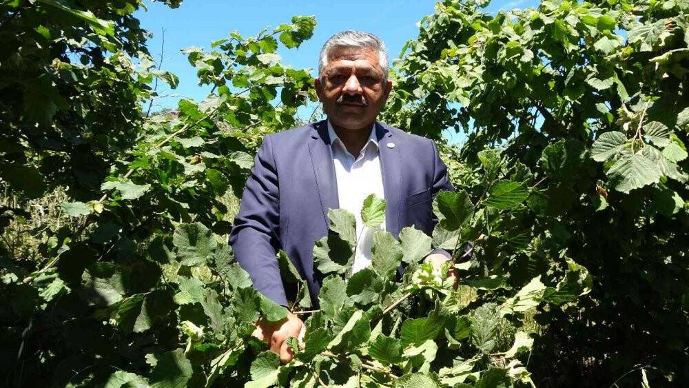 Fındıkta ’erken hasat’ uyarısı