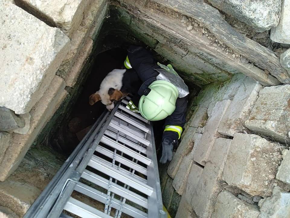Kuyuya düşen köpek kurtarıldı