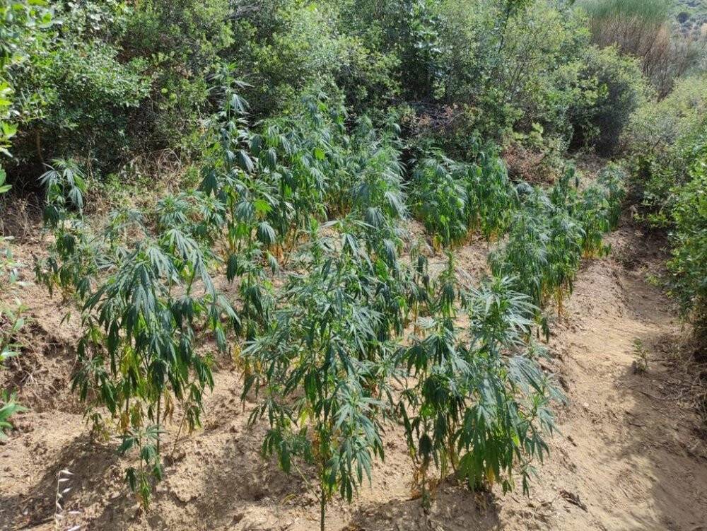 İzmir’de 11 ilçede uyuşturucu operasyonu: 25 şüpheliye işlem