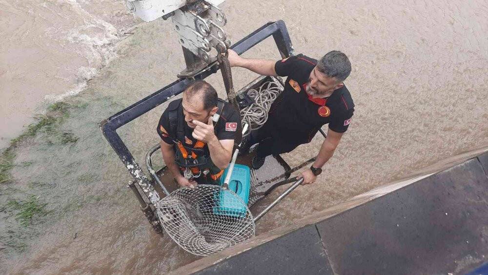 Kedi kurtarma operasyonunu yüzlerce kişi film izler gibi izledi