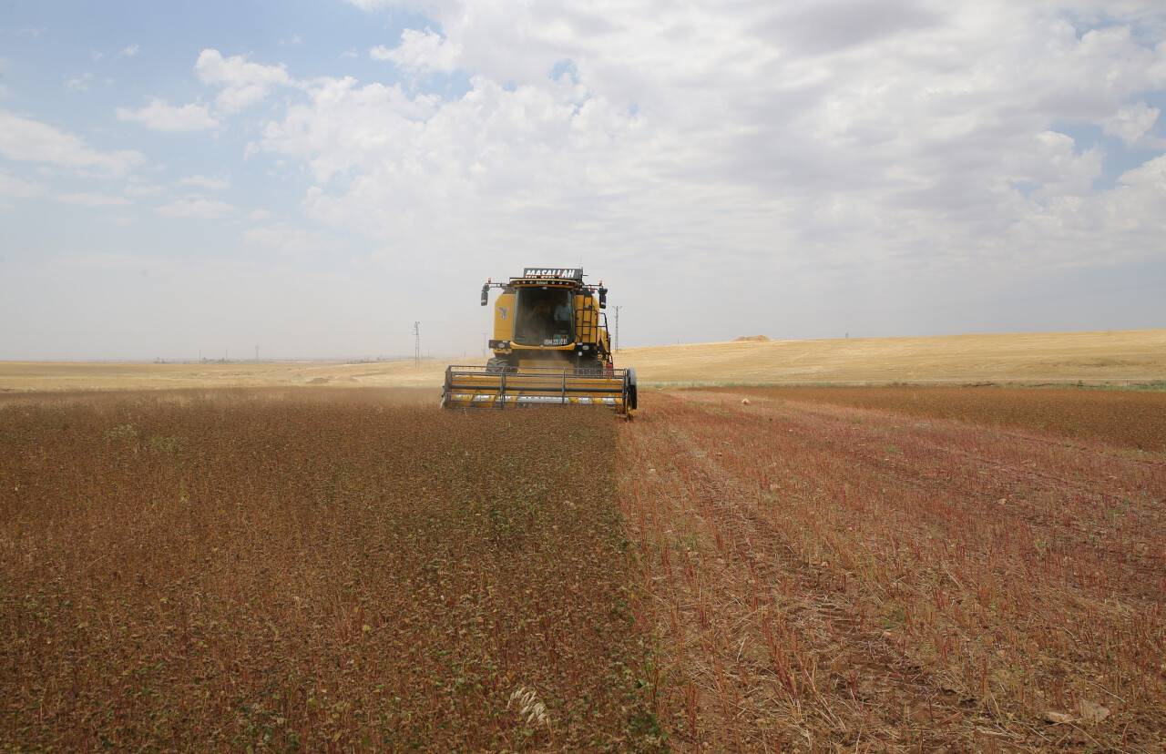aa-20220629-28288159-28288153-mardin-ovasinda-hasadi-yapilan-karabugday-colyak-hastalari-icin-kullanilacak.jpg
