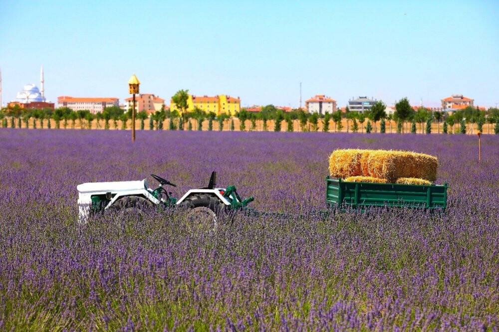 Karatay Lavanta Bahçesi 2 Temmuz’da kapılarını açıyor