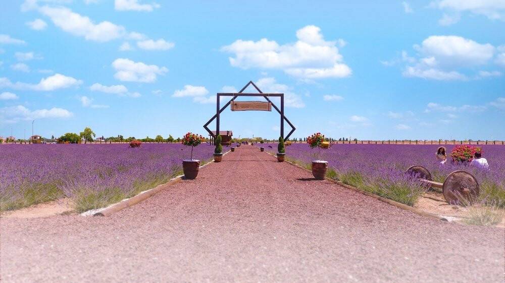 Karatay Lavanta Bahçesi 2 Temmuz’da kapılarını açıyor