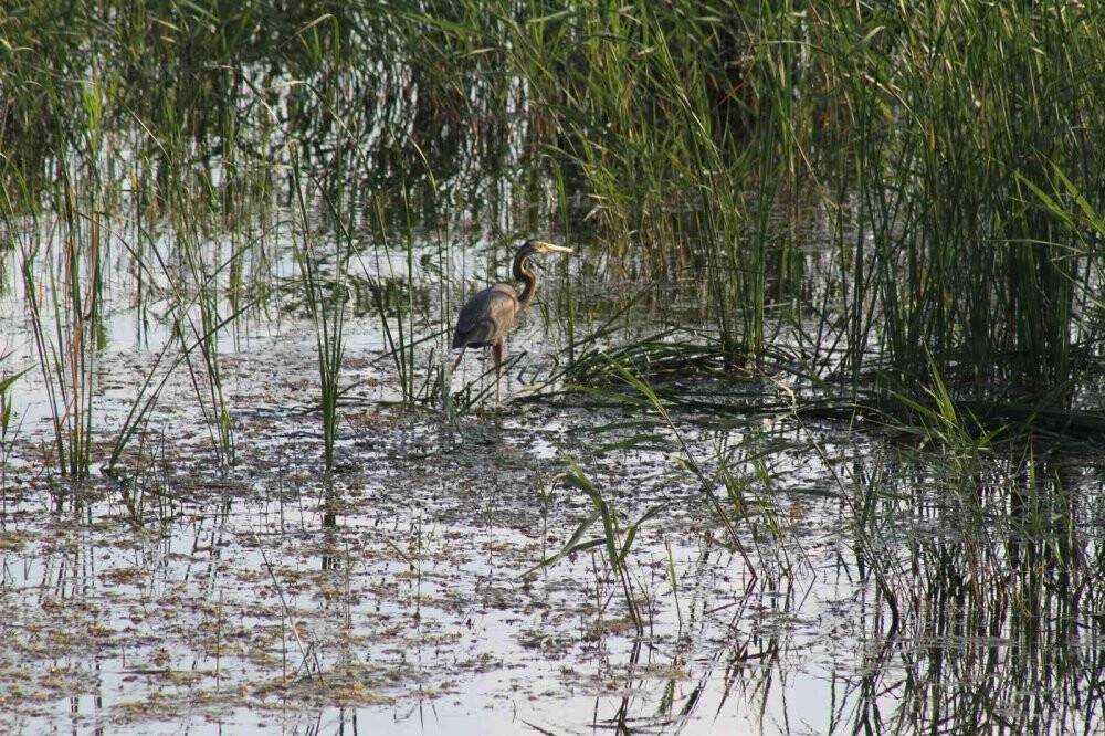 Beyşehir Gölü’ne kuş türleri akın etmeye başladı