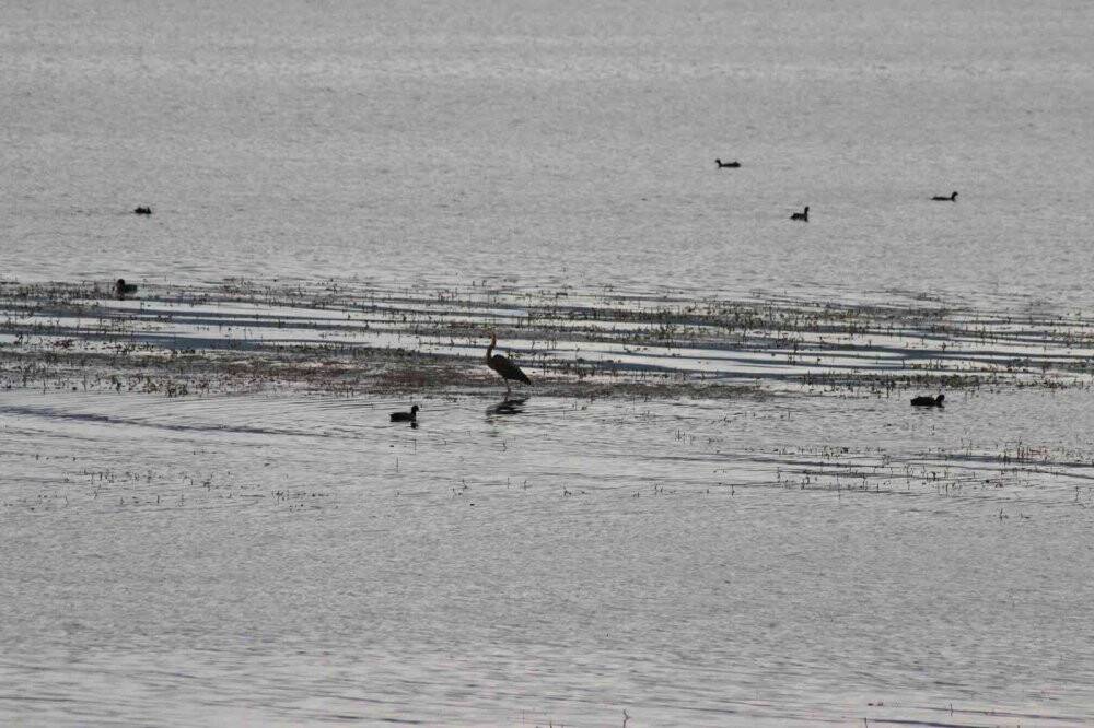 Beyşehir Gölü’ne kuş türleri akın etmeye başladı