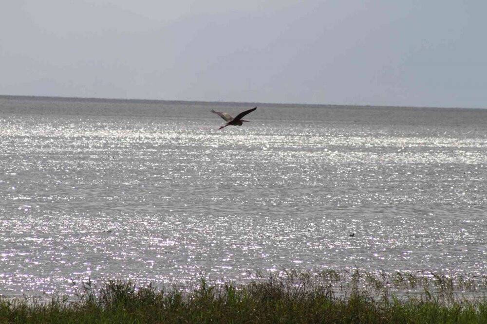 Beyşehir Gölü’ne kuş türleri akın etmeye başladı
