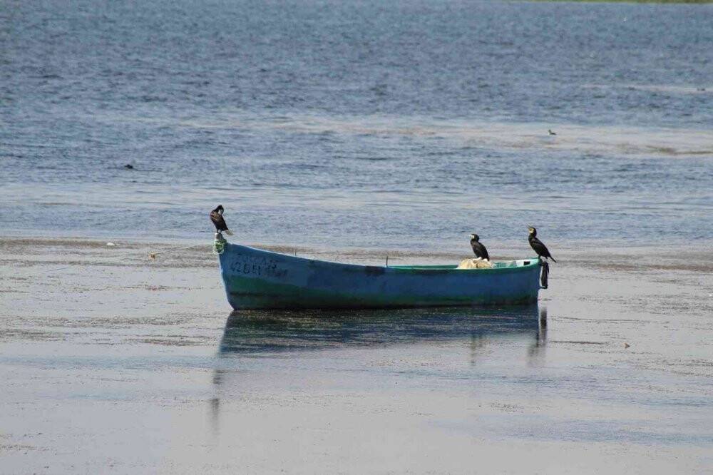 Beyşehir Gölü’ne kuş türleri akın etmeye başladı