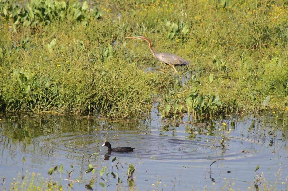 Beyşehir Gölü’ne kuş türleri akın etmeye başladı