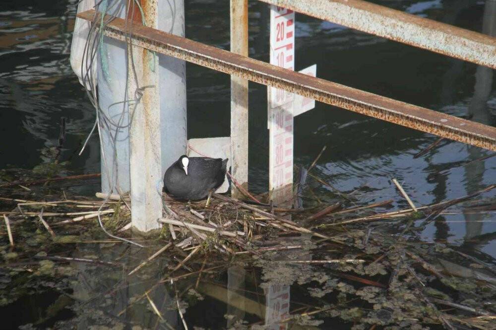 Beyşehir Gölü’ne kuş türleri akın etmeye başladı