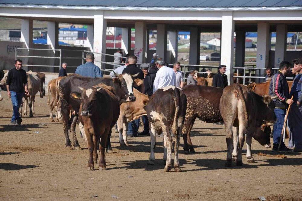 Kars Hayvan Pazarı’nın gözdesi 800 kiloluk Paşa