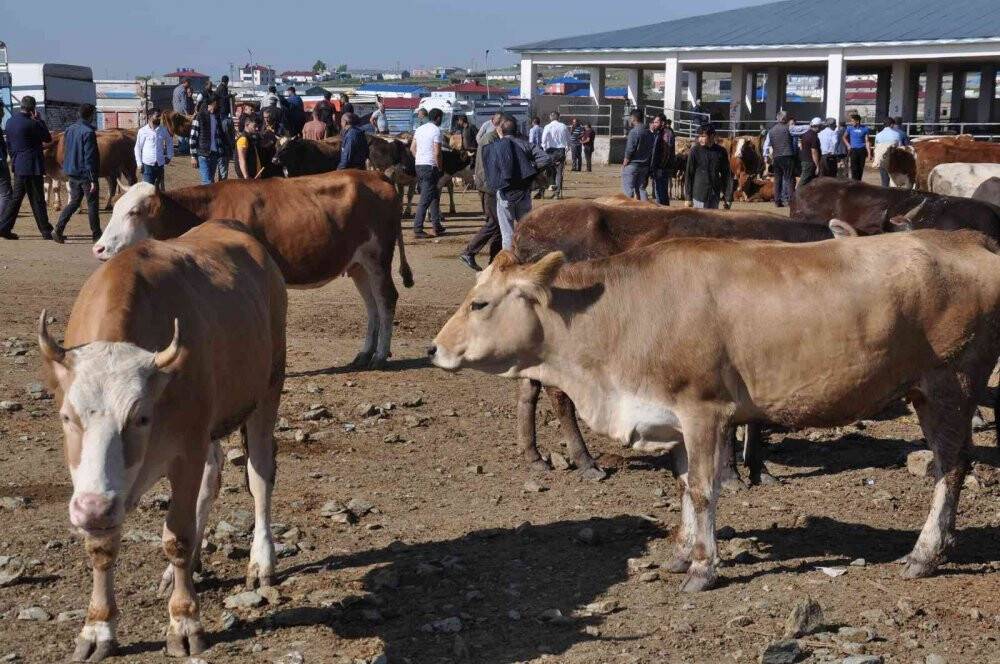 Kars Hayvan Pazarı’nın gözdesi 800 kiloluk Paşa