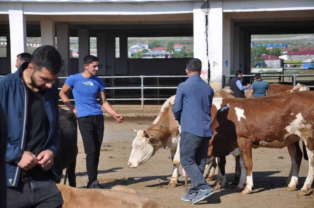Kars Hayvan Pazarı’nın gözdesi 800 kiloluk Paşa