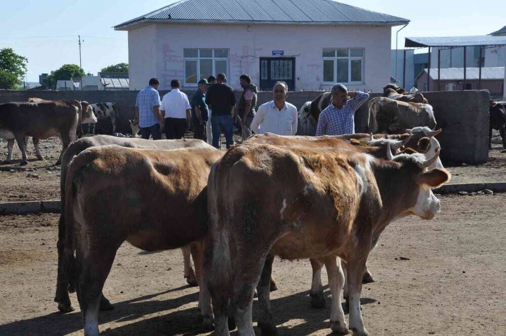 Kars Hayvan Pazarı’nın gözdesi 800 kiloluk Paşa