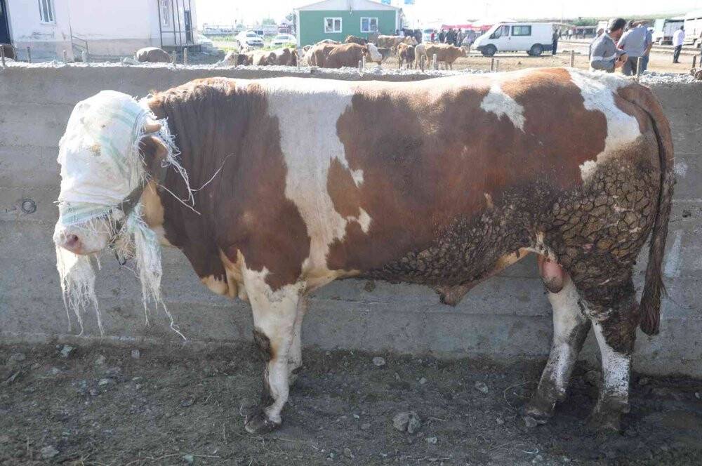 Kars Hayvan Pazarı’nın gözdesi 800 kiloluk Paşa