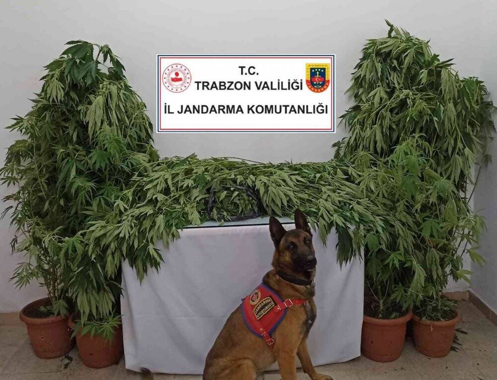 Mısır tarlasında 49 kök kenevir ele geçirildi