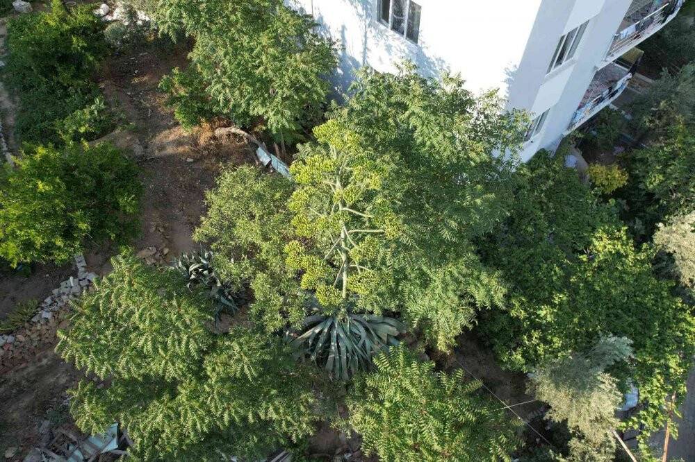 Ömründe bir kere çiçek açan sabır otu Denizli’de ortaya çıktı